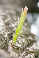 pousse de l'arbre photo