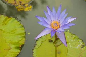 belles fleurs de lotus roses et violettes qui fleurissent dans le parc aquatique, parc thaïlandais photo