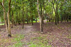 le paysage et les arbres bordent le jardin thaïlande photo