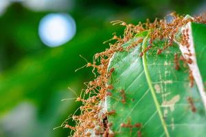 beaucoup de fourmis marchant photo