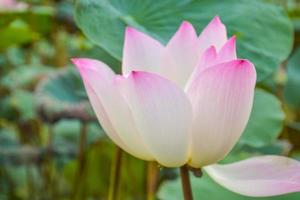 belles fleurs de lotus roses et violettes qui fleurissent dans le parc aquatique, parc thaïlandais photo