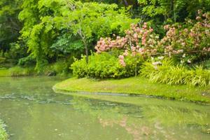 fleur rose en fleurs et lac dans le jardin bangkok thaïlande photo