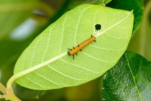 chenille jaune sur une feuille photo