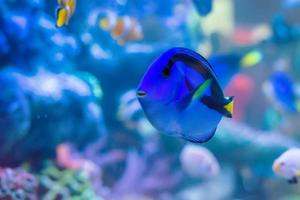 les poissons marins sont couleur de la mer. photo