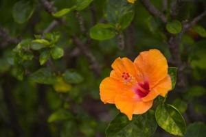 belles fleurs d'hibiscus orange rouge jaune dans le parc de chatuchak, bangkok, thaïlande, attraction touristique et détente. photo