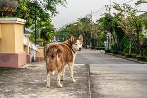 agrandi le chien. c'est le meilleur ami de l'homme. photo