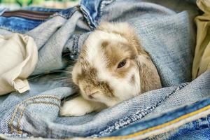 le lapin entre dans le jean photo