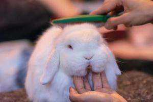 le lapin blanc photo