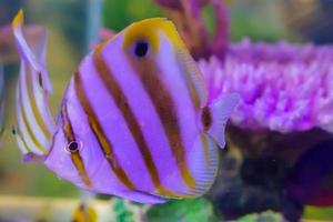les poissons marins sont couleur de la mer. photo