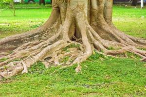 le grand arbre et de nombreuses racines d'arbres. photo