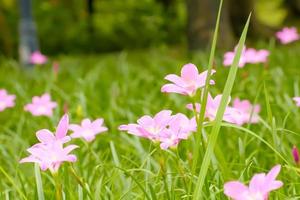 zéphyranthes grandiflora roses photo