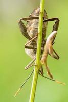 l'insecte sur la branche sur un fond de nature. photo