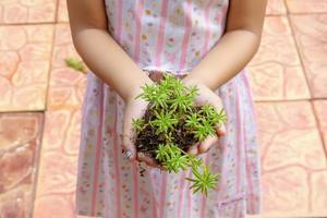 l'arbre pour la plantation préparée entre les mains de la fille. photo