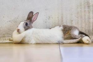 le lapin dort photo