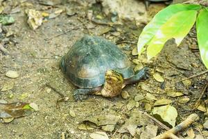 tortue chinoise à cou rayé photo