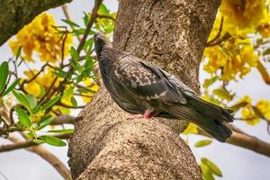 pigeon sur la branche photo