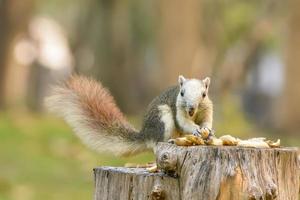 l'écureuil mange des noix sur la souche photo