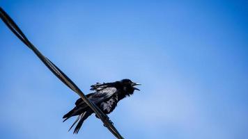 corbeau noir assis sur un fil électrique avec un ciel bleu derrière photo