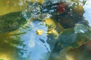 tortue à cou latéral d'amérique du sud photo