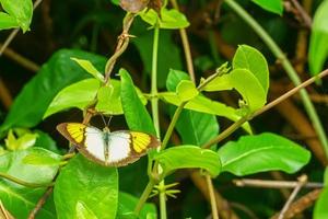 papillon sur une feuille photo