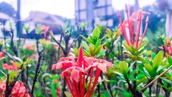 fleurs dans le jardin photo