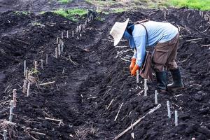 plantation dans un champ de manioc. photo