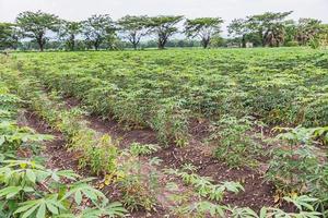 le manioc ou le tapioca grandissent. photo