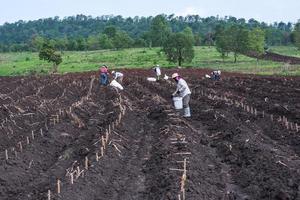 plantation dans un champ de manioc. photo