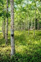 plantation d'arbres à caoutchouc. photo