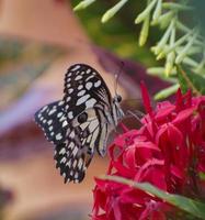 papillon monarque.danaus plexippus. c'est peut-être le papillon nord-américain le plus familier et il est considéré comme une espèce de pollinisateur emblématique. assis sur une fleur. photo