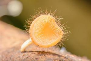 cookeina sulcipes sous la pluie. cookeina est un genre de champignons de la famille des sarcoscyphaceae, dont les membres peuvent être trouvés dans les régions tropicales et subtropicales du monde. photo