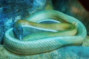 serpent troglodyte photo