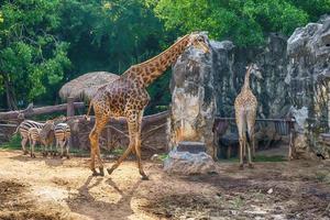 girafe et zèbre photo