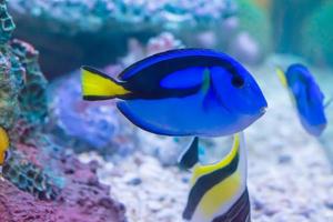 les poissons marins sont couleur de la mer. photo