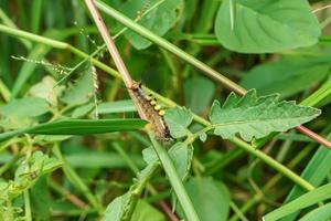 pupe verte sur les feuilles photo