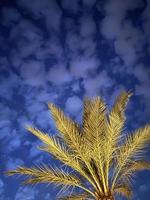 beaux palmiers verts devant un ciel bleu photo