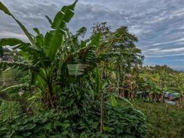 plante de bananier traditionnellement cultivée, larges feuilles vertes qui se cassent en partie au vent photo