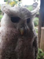 photo de fond chouette marron et blanc avec de beaux yeux