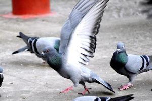 un groupe de pigeons dans mon terrain photo