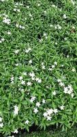 fleur blanche avec une image naturelle de buisson de plantes à feuilles vertes photo