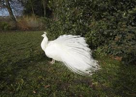 beau paon à plumes blanches sur l'herbe verte d'hiver, grand oiseau sauvage marchant fièrement dans l'image d'arrière-plan naturelle du parc, créature sauvage aux plumes tachetées photo