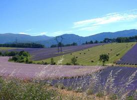 panorama ensoleillé de la provence française champ de lavande en fleurs paysage pittoresque sans personne par une journée d'été ensoleillée dans les montagnes des alpes, fond floral de vacances d'été photo