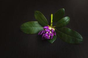 fleur d'azalée pourpre avec des feuilles sur un fond noir en bois. photo