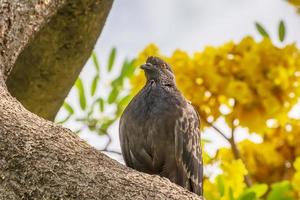 pigeon sur la branche photo