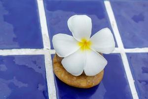 fleurs de plumeria sur un sol carrelé photo