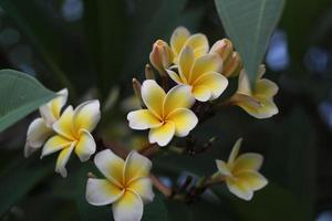 fleurs de plumeria blanches en fleurs photo