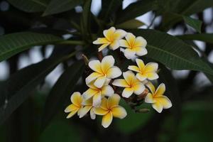 fleurs de plumeria blanches en fleurs photo