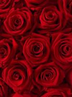 photo de fond de roses rouges