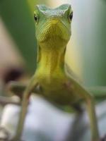 lézard vert face à un arrière-plan naturel et flou photo