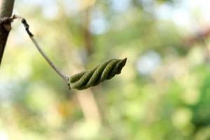 les jeunes graines vertes de l'arbre à vis de l'est de l'Inde sont sur une branche et un arrière-plan flou, utilisez guérir la diarrhée en thaïlande. photo